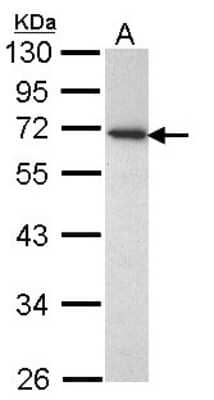 Western Blot: CD177 Antibody [NBP1-31774] - Sample (30 ug of whole cell lysate) A: H1299 10% SDS PAGE; antibody diluted at 1:1000.