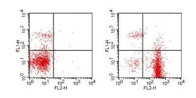 Flow Cytometry: CD19 Antibody (1D3) - Azide and BSA Free [NBP2-80633] - Analysis using the PE conjugate of NBP2-24965. Staining of CD19 in BALB/c mouse splenocytes. Cells were stained with anti-CD4 FITC this antibody and either 1 ug of isotype control antibody (left, ) or 1 ug of anti-CD19 PE (right).