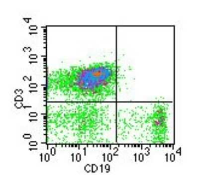 Flow Cytometry: CD19 Antibody (1D3) - Azide and BSA Free [NBP2-80633] - Cell surface analysis of CD19 in mouse splenocytes, 25 ug/10^6 cells. Anti-rat PE secondary and cell surface staining kit were used in this test. Image from the standard format of this antibody.