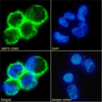 Immunocytochemistry/Immunofluorescence: CD19 Antibody (CAT-13.1E10) - Chimeric [NBP3-12065] - Immunofluorescence analysis of paraformaldehyde fixed human peripheral blood leukocytes on Shi-fix(TM) coverslips stained with the chimeric rabbit IgG version of CAT-13.1E10 (NBP3-12065) at 10 ug/ml for 1h followed by Alexa Fluor(R) 488 secondary antibody (2 ug/ml), showing membrane staining. The nuclear stain is DAPI (blue). Panels show from left-right, top-bottom NBP3-12065, DAPI, merged channels and an isotype control. The isotype control was an unknown specificity antibody followed by staining with Alexa Fluor(R) 488 secondary antibody.