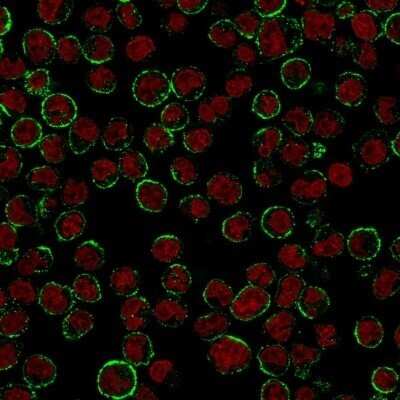 Immunocytochemistry/Immunofluorescence: CD19 Antibody (CVID3/155) - Azide and BSA Free [NBP2-61908] - Immunofluorescence staining of Raji cells. CD19 Antibody (CVID3/155) followed by goat anti-Mouse IgG-CF488 (Green). The nuclear counterstain is Red Dot (Red).