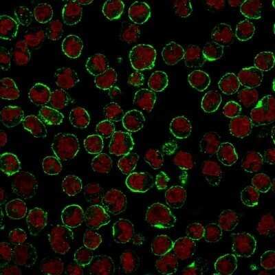 Immunocytochemistry/Immunofluorescence: CD19 Antibody (CVID3/429) - Azide and BSA Free [NBP2-61909] - Immunofluorescent staining of Raji cells. CD19 Antibody (CVID3/429) followed by goat anti-Mouse IgG-CF488 (Green). The nuclear counterstain is Red Dot (Red)