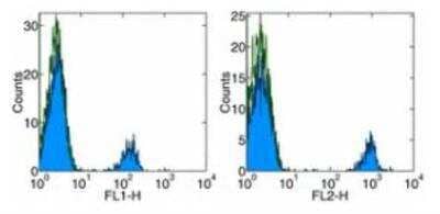 Flow Cytometry: CD19 Antibody (HIB19) [NBP1-43436] - Staining of normal human peripheral blood cells with Anti-Human CD19 FITC (left) and PE (right). Autofluorescence is indicated by open histogram. Cells in the lymphocyte gate were used for analysis.