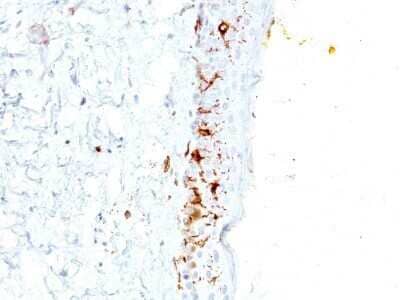 Immunohistochemistry-Paraffin: CD1a Antibody (C1A/711) - Azide and BSA Free [NBP2-34574] - Formalin-fixed, paraffin-embedded human human skin stained with CD1a MAb (C1A/711).