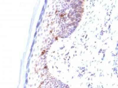 Immunohistochemistry-Paraffin: CD1a Antibody (C1A/711) - Azide and BSA Free [NBP2-34574] - Formalin-fixed paraffin-embedded human skin stained with CD1a Monoclonal Antibody. (C1A/711).