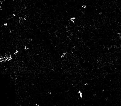 Immunohistochemistry-Paraffin: CD1a Antibody (O10+C1A/711) - Azide and BSA Free [NBP2-34698] - Paraffin-embedded human tonsil epithelium. Image from verified customer review.