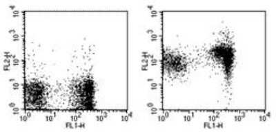 Flow Cytometry CD1d Antibody (1B1) - BSA Free