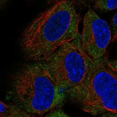 Immunocytochemistry/Immunofluorescence: CD1d Antibody [NBP2-57561] - Staining of human cell line HEK 293 shows localization to endoplasmic reticulum. Antibody staining is shown in green.