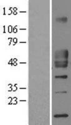 Western Blot CD1d Overexpression Lysate