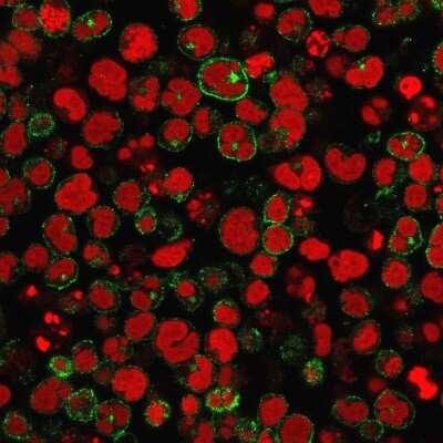 Immunocytochemistry/Immunofluorescence: CD2 Antibody (1E7E8.G4) [NBP2-32814] - Immunofluorescence staining of MOLT-4 cells using CD2 Antibody (1E7E8.G4) followed by goat anti-Mouse IgG conjugated to CF488 (green). Nuclei are stained with Red Dot.