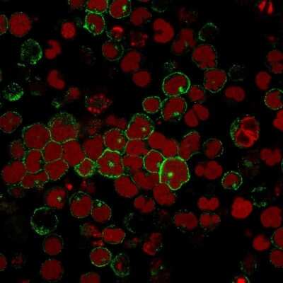Immunocytochemistry/Immunofluorescence: CD2 Antibody (BH1) [NBP2-32926] - Immunofluorescence staining of MOLT-4 cells using CD2 Antibody (BH1) followed by goat anti-Mouse IgG conjugated to CF488 (green). Nuclei are stained with Red Dot.