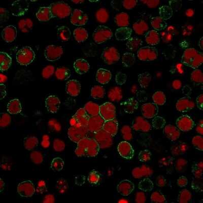 Immunocytochemistry/Immunofluorescence: CD2 Antibody (LFA2/600) [NBP2-44909] - Immunofluorescence staining of MOLT-4 cells using CD2 Antibody (LFA2/600) followed by goat anti-Mouse IgG conjugated to CF488 (green). Nuclei are stained with Red Dot.