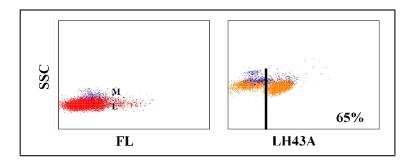 Flow Cytometry: CD2 or CD6 Predicted Antibody (LH43A) [NBP2-61101] - Obtained with alpaca leukocytes