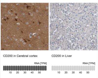 Immunohistochemistry-Paraffin: CD200/OX2 Antibody [NBP1-87738] - Analysis in human cerebral cortex and liver tissues.  Corresponding CD200 RNA-seq data are presented for the same tissues.
