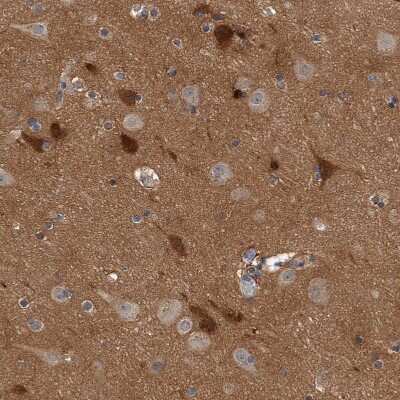 Immunohistochemistry-Paraffin: CD200/OX2 Antibody [NBP1-87738] - Staining of human cerebral cortex shows strong positivity in neurons.
