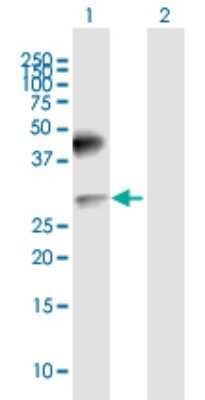 Western Blot: CD200/OX2 Antibody [H00004345-B01P] - Analysis of CD200 expression in transfected 293T cell line by CD200 polyclonal antibody.  Lane 1: CD200 transfected lysate(30.30 KDa). Lane 2: Non-transfected lysate.