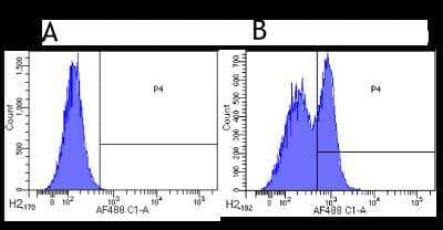 Flow Cytometry: CD200 R1 Antibody (OX108) [NBP2-52694] - Flow Cytometry: CD200 R1 Antibody (OX108) [NBP2-52642] - Flow-cytometry using anti-CD200R antibody OX108 (NBP2-52642). Human leukocytes were stained with an isotype control (NBP2-52638, panel A) or the rabbit-chimeric version of OX108 (NBP2-52642, panel B) at a concentration of 1 ug/ml for 30 mins at RT. After washing, bound antibody was detected using a AF488 conjugated donkey anti-rabbit antibody and cells analysed on a FACSCanto flow-cytometer.