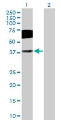 Western Blot: CD200 R1 Antibody [H00131450-D01P] - Analysis of CD200R1 expression in transfected 293T cell line by CD200R1 MaxPab rabbit polyclonal antibody. Lane 1: CD200R1 transfected lysate (39.00 KDa). Lane 2: Non-transfected lysate.