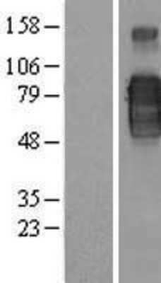 Western Blot: CD200R Overexpression Lysate (Adult Normal) [NBP2-05208] Left-Empty vector transfected control cell lysate (HEK293 cell lysate); Right -Over-expression Lysate for CD200R.