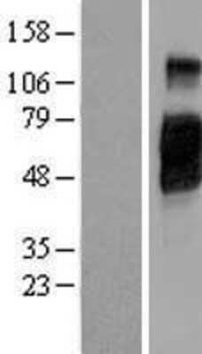 Western Blot: CD200R Overexpression Lysate (Adult Normal) [NBP2-05624] Left-Empty vector transfected control cell lysate (HEK293 cell lysate); Right -Over-expression Lysate for CD200R.