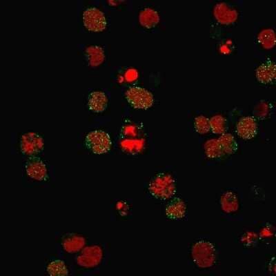 Immunocytochemistry/Immunofluorescence: CD21 Antibody (CR2/3124R) - Azide and BSA Free [NBP3-08297] - Immunofluorescence staining of PFA-fixed MOLT4 cells using CD21 Recombinant Rabbit Monoclonal Antibody (CR2/3124R) followed by goat anti- Mouse IgG-CF488 (green). Nuclei are stained with RedDot.