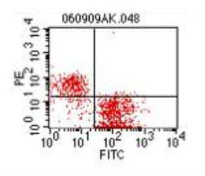 Flow Cytometry: CD24 Antibody (91) [FITC] [NBP1-27913] - 1ug with CD3-RPE stained on Balb/c Splenocytes