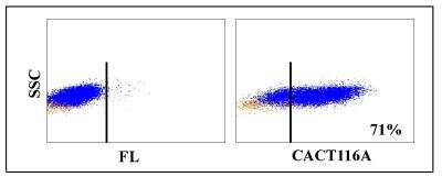 Flow Cytometry: CD25/IL-2 R alpha Antibody (CACT116A) [NBP2-60862] - Obtained with bovine lymphocytes stimulated with ConA