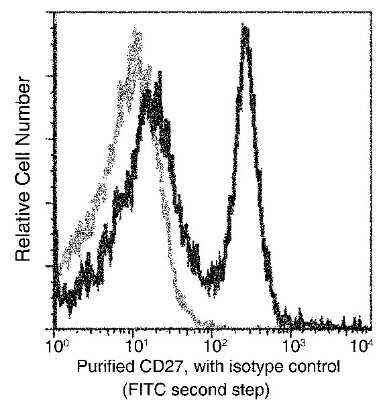 Flow Cytometry: CD27/TNFRSF7 Antibody (012) [NBP2-90423] - Expression of CD27/TNFRSF7 on mouse splenocytes. BABL/c splenocytes were stained with purified mAb R012, then a FITC-conjugated second step antibody . Flow cytometry was performed on a BD FACSCalibur(TM) flow cytometry system.