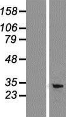 Western Blot PD-L1 Overexpression Lysate