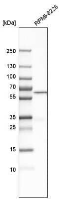 Western Blot: CD277/BTN3A1 Antibody [NBP1-90750] - Analysis in human cell line RPMI-8226.