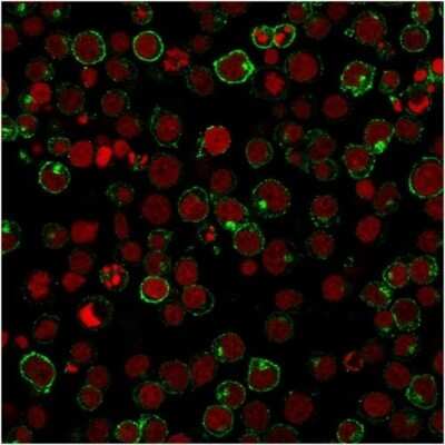 Immunocytochemistry/Immunofluorescence: CD28 Antibody (204.12) [NBP2-44760] - Immunofluorescent staining of Jurkat cells using CD28 Antibody (204.12) followed by goat anti-Mouse IgG conjugated to CF488 (green). Red Dot is used to label nuclei (red).