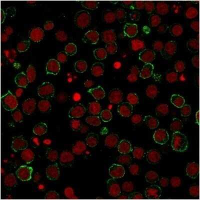 Immunocytochemistry/Immunofluorescence: CD28 Antibody (CB28) - Azide and BSA Free [NBP2-34592] - Immunofluorescent staining of Jurkat cells using CD28 Antibody (CB28) followed by goat anti-Mouse IgG conjugated to CF488 (green). Red Dot is used to label nuclei (red).