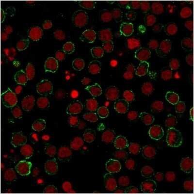 Immunocytochemistry/Immunofluorescence: CD28 Antibody (CB28) [NBP2-32928] - Immunofluorescent staining of Jurkat cells using CD28 Antibody (CB28) followed by goat anti-Mouse IgG conjugated to CF488 (green). Red Dot is used to label nuclei (red).