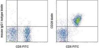 Flow Cytometry: CD28 [p Ser124, p Ser123] Antibody (JJ319) [NBP2-00000] - Analysis using the Biotin conjugate of NBP2-00000. Staining of rat splenocytes with Anti-Rat CD5 FITC and 0.25 micrograms of Mouse IgG1 k Isotype Control Biotin (left) or 0.5 micrograms of Anti-Rat CD28 Biotin (right) followed by Streptavidin PE.