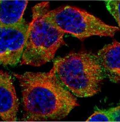 Immunocytochemistry/Immunofluorescence: CD2AP Antibody [NBP2-53098] - Confocal immunofluorescence analysis (Olympus FV10i) of paraformaldehyde-fixed A431, using CD2AP antibody (Green) at 1:500 dilution. Alpha-tubulin filaments were labeled with (Red) at 1:500.