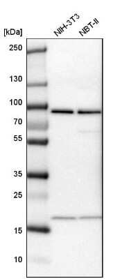 Western Blot: CD2AP Antibody [NBP1-90625] - Analysis in mouse cell line NIH-3T3 and rat cell line NBT-II.