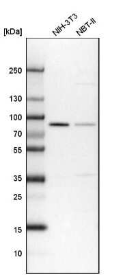 Western Blot: CD2AP Antibody [NBP1-90626] - Analysis in mouse cell line NIH-3T3 and rat cell line NBT-II.