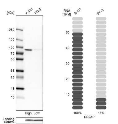 <b>Orthogonal Strategies Validation. </b>Western Blot: CD2AP Antibody [NBP1-90626] - Analysis in human cell lines A-431 and PC-3 using anti-CD2AP antibody. Corresponding CD2AP RNA-seq data are presented for the same cell lines. Loading control: anti-PFN1.