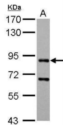 Western Blot: CD2AP Antibody [NBP2-53098] - A. 30 ug Rat2 whole cell lysate/extract 7.5 % SDS-PAGE CD2AP antibody dilution: 1:1000