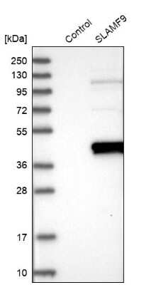 Western Blot: CD2F-10/SLAMF9 Antibody [NBP1-84593] - Analysis in control (vector only transfected HEK293T lysate) and SLAMF9 over-expression lysate (Co-expressed with a C-terminal myc-DDK tag (3.1 kDa) in mammalian HEK293T cells).