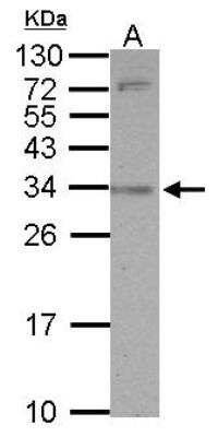 Western Blot: CD2F-10/SLAMF9 Antibody [NBP2-20382] - Sample (30 ug of whole cell lysate) A: Jurkat 12% SDS PAGE gel, diluted at 1:1000.