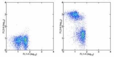 Flow Cytometry: CD3 Antibody (G4.18) [Biotin] [NBP1-43693] - Staining of rat splenocytes with Anti-Rat CD45R (B220) FITC and staining buffer (autofluorescence) (left) or 0.125 ug of Anti-Rat CD3 Biotin (right) followed by Streptavidin PE . Cells in the lymphocyte gate were used for analysis.