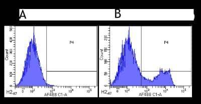 Flow Cytometry: CD3 epsilon Antibody (500A2) - Chimeric [NBP2-52643] - Mouse lymphocytes were stained with an anti-CD44 control (panel A) or the rabbit-chimeric version of 500A2 (panel B) at a concentration of 1 ug/ml for 30 mins at RT. After washing, bound antibody was detected using a AF488 conjugated donkey anti-rabbit antibody and cells analysed on a FACSCanto flow-cytometer.