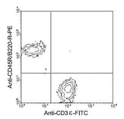 Flow Cytometry: CD3 epsilon Antibody (C363.29B (YCD3-1)) [FITC] [NBP1-26686] - 3 ug/10^6 cells from BALB/c mesenteric lymph nodes were double-stained with anti-mouse CD3 epsilon-FITC and anti-mouse CD45R/B220-R-PE, gated on small lymphocytes and analyzed using a flow cytometer.