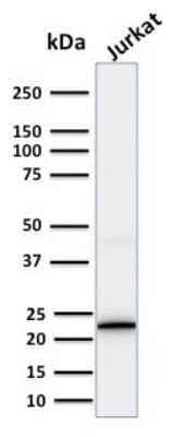 Western Blot: CD3 epsilon Antibody (PC3/188A) - Azide and BSA Free [NBP2-54405] - Western Blot Analysis of human Jurkat cell lysate using CD3 epsilon Antibody (PC3/188A).