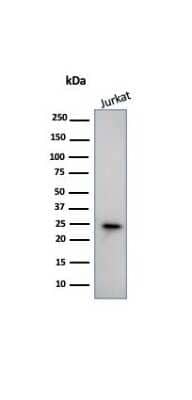 Western Blot: CD3 epsilon Antibody (PC3/188A) - Azide and BSA Free [NBP2-54405] - Western Blot Analysis of human Jurkat Cell lysate using CD3 epsilon antibody (PC3/188A).