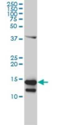 Western Blot: CD3 zeta Antibody (4A12-F6) [H00000919-M01] - CD3Z monoclonal antibody (M01), clone 4A12-F6 Analysis of CD3Z expression in Jurkat.