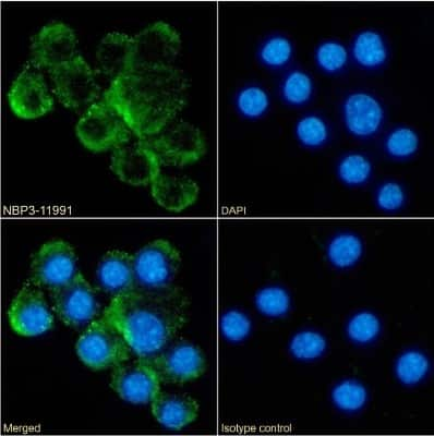 Immunocytochemistry/Immunofluorescence: CD30 Ligand/TNFSF8 Antibody (RM153) - Chimeric [NBP3-11991] - Immunofluorescence analysis of paraformaldehyde fixed RAW264.7 cells on Shi-fix(TM) coverslips stained with the chimeric rabbit IgG version of RG9-35 (NBP3-11991) at 10 ug/ml for 1h followed by Alexa Fluor(R) 488 secondary antibody (2 ug/ml), showing membrane staining. The nuclear stain is DAPI (blue). Panels show from left-right, top-bottom NBP3-11991, DAPI, merged channels and an isotype control. The isotype control was an unknown specificity antibody followed by staining with Alexa Fluor(R) 488 secondary antibody.