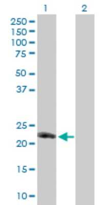 Western Blot: CD30 Ligand/TNFSF8 Antibody [H00000944-B01P] - Analysis of TNFSF8 expression in transfected 293T cell line by TNFSF8 polyclonal antibody.  Lane 1: TNFSF8 transfected lysate(25.74 KDa). Lane 2: Non-transfected lysate.