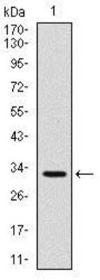 Western Blot: CD30/TNFRSF8 Antibody (3B10) [NBP2-22206] - Western blot analysis using CD30 mAb against human CD30 (AA: 536-590) recombinant protein. (Expected MW is 32 kDa)